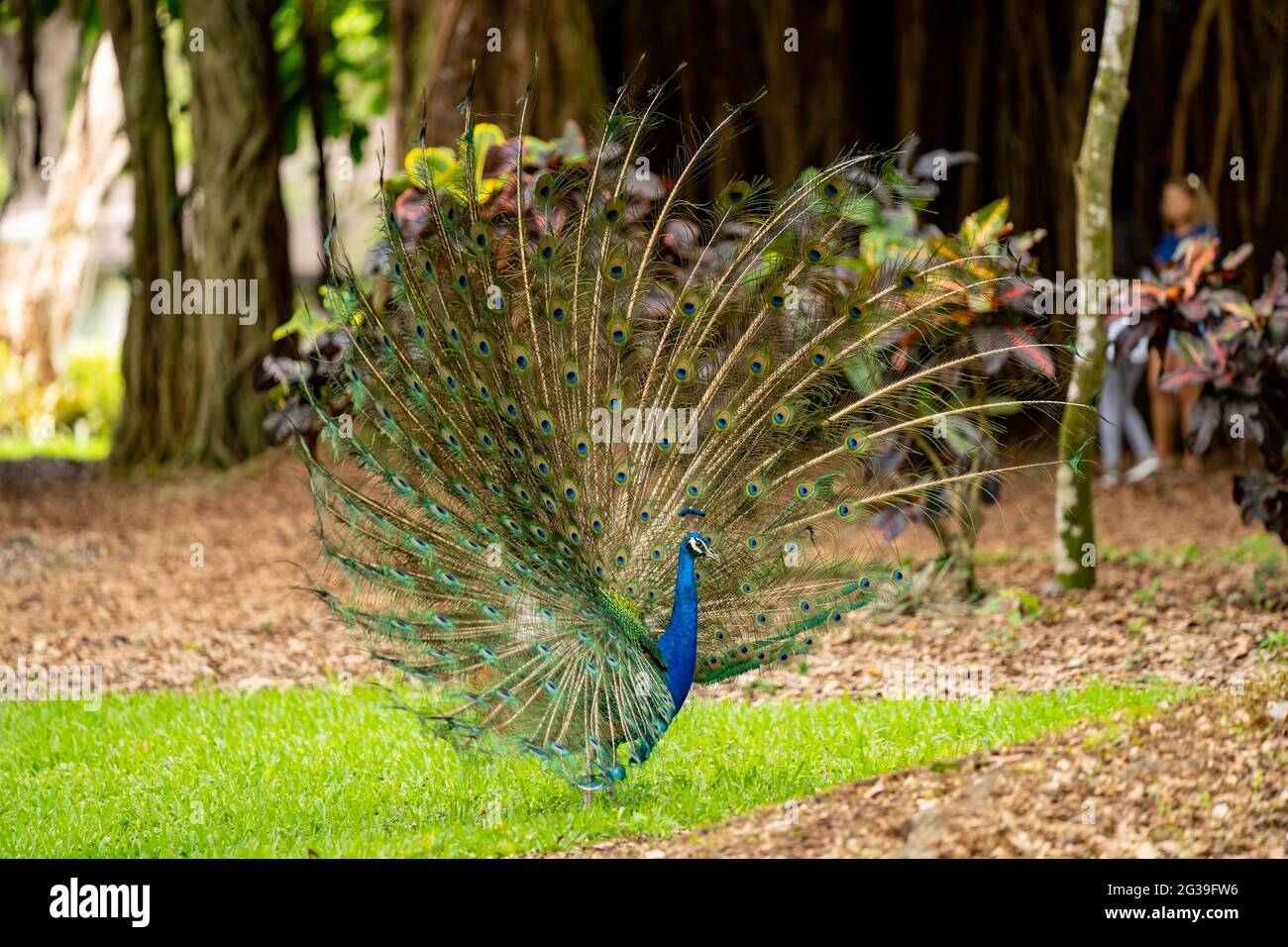 Peacock with tail feathers fully open mating show Stock Photo
