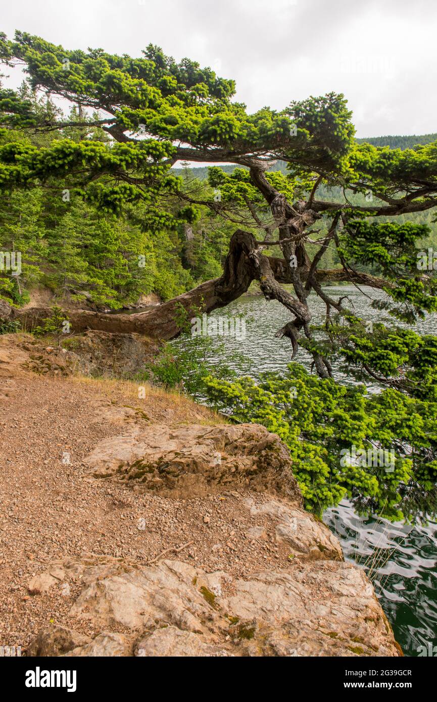 A Douglas fir tree shaped by the wind leaning over the shore of Cascade Lake in Moran State Park on Orcas Island, San Juan Islands in Washington State Stock Photo