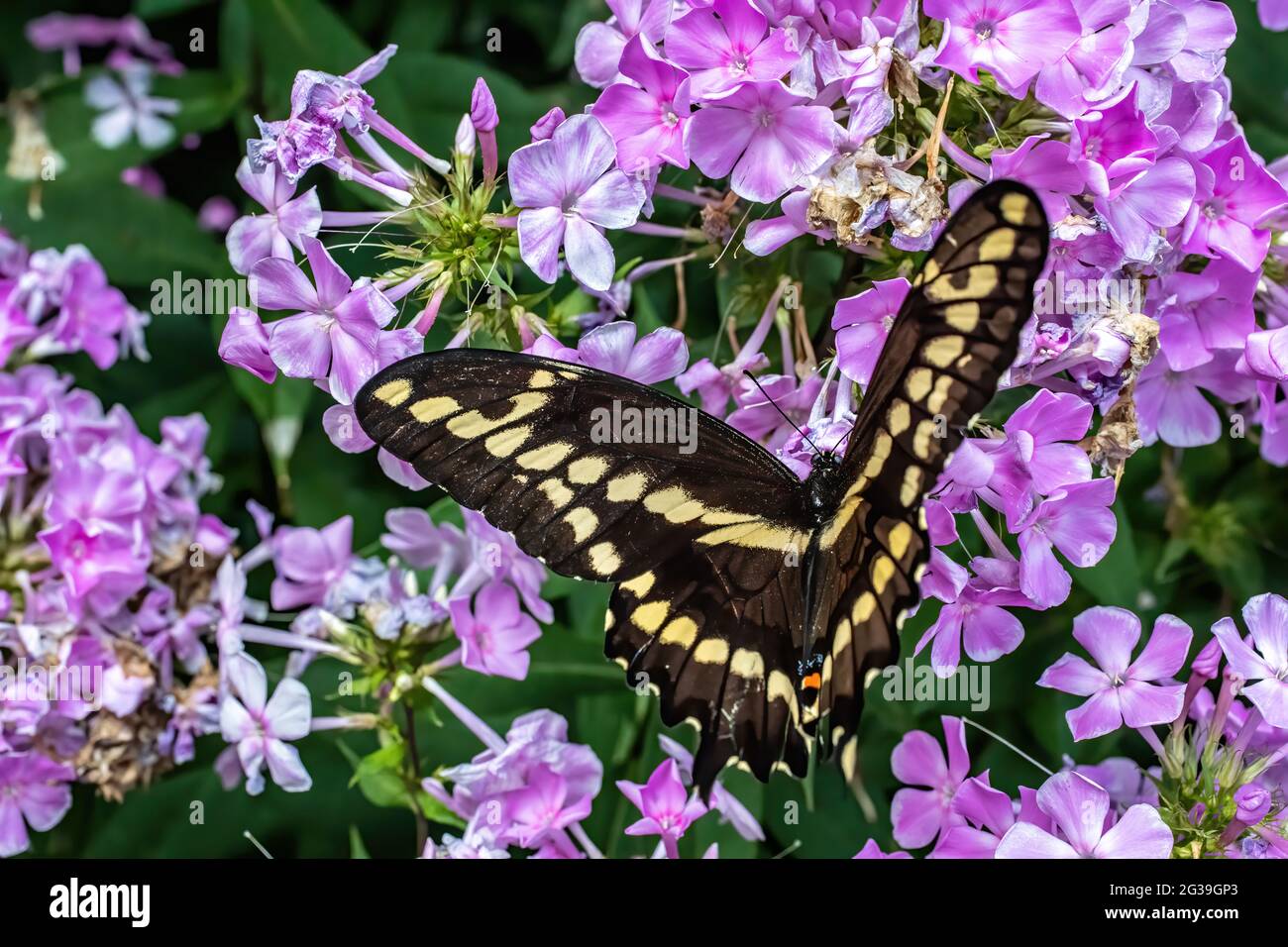 Anise Swallowtail on purple phlox flowers in a summer garden. Stock Photo