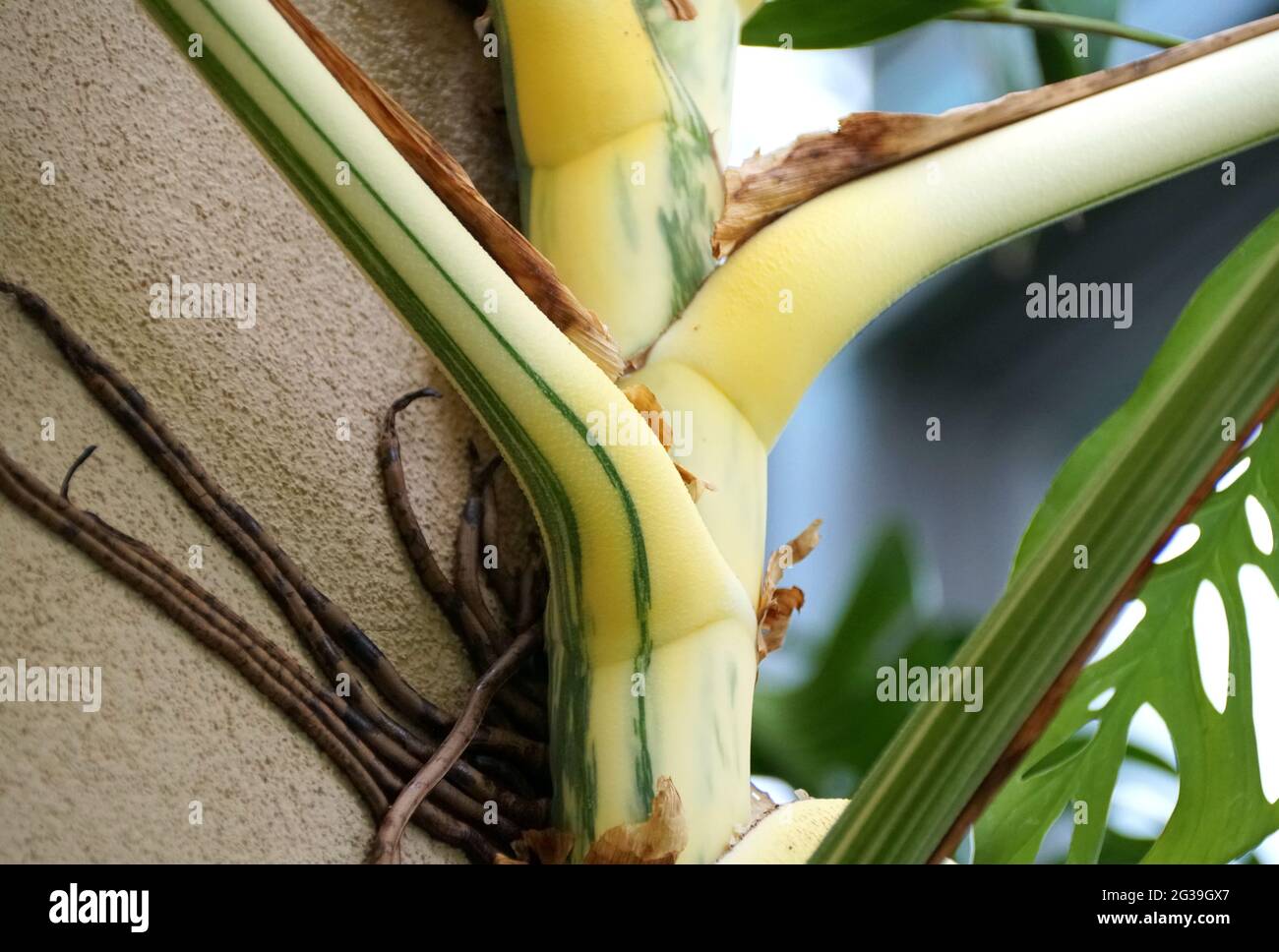 Close up of the beautiful stem of a highly variegated Monstera Deliciosa Albo plant Stock Photo