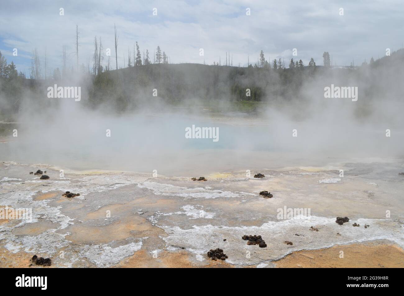 Late Spring in Yellowstone National Park: Bison Dung near Green Spring of the Emerald Group in the Black Sand Basin Area of Upper Geyser Basin Stock Photo