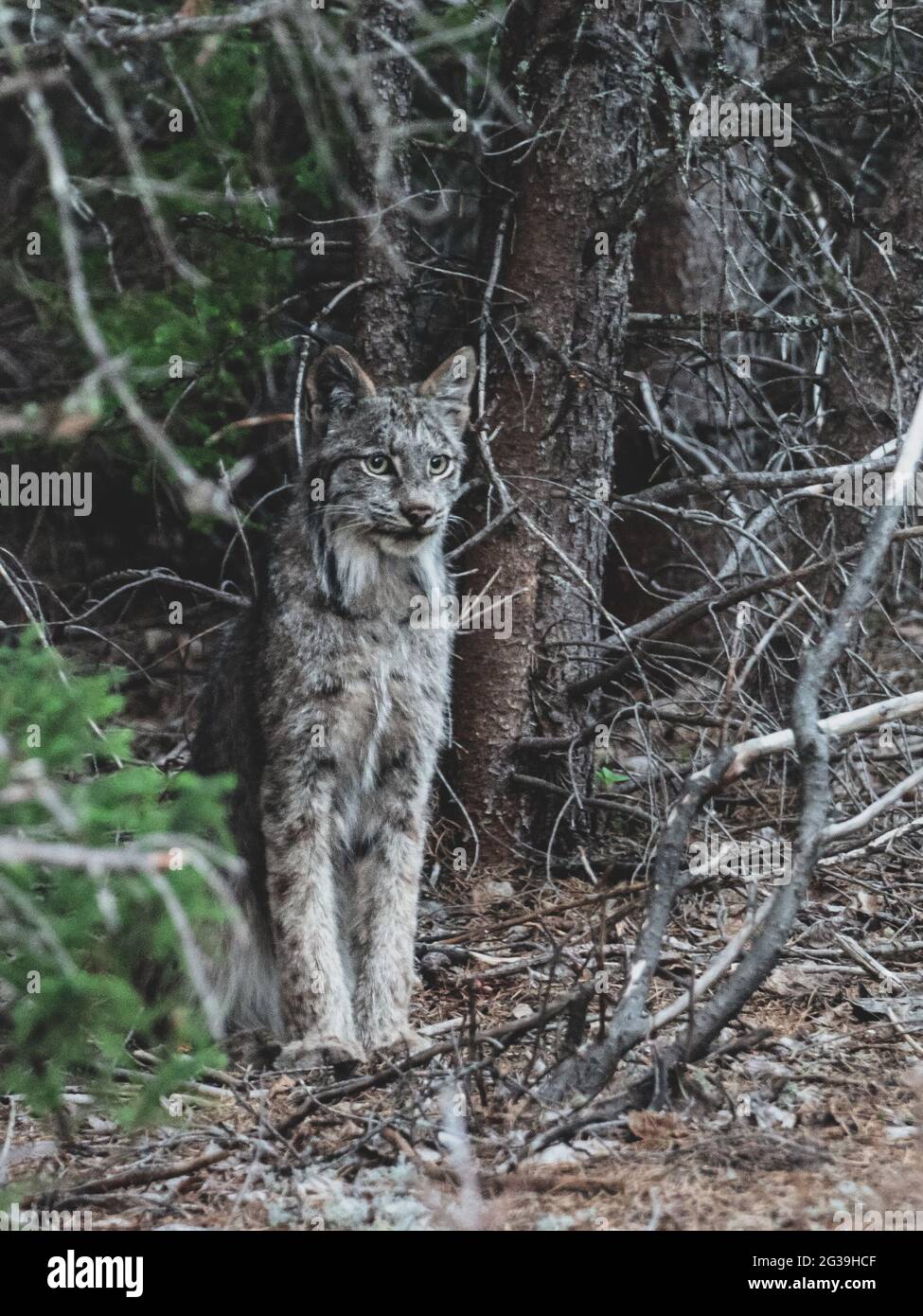 Lynx ( wildcat ) standing in a forest, wildlife Stock Photo