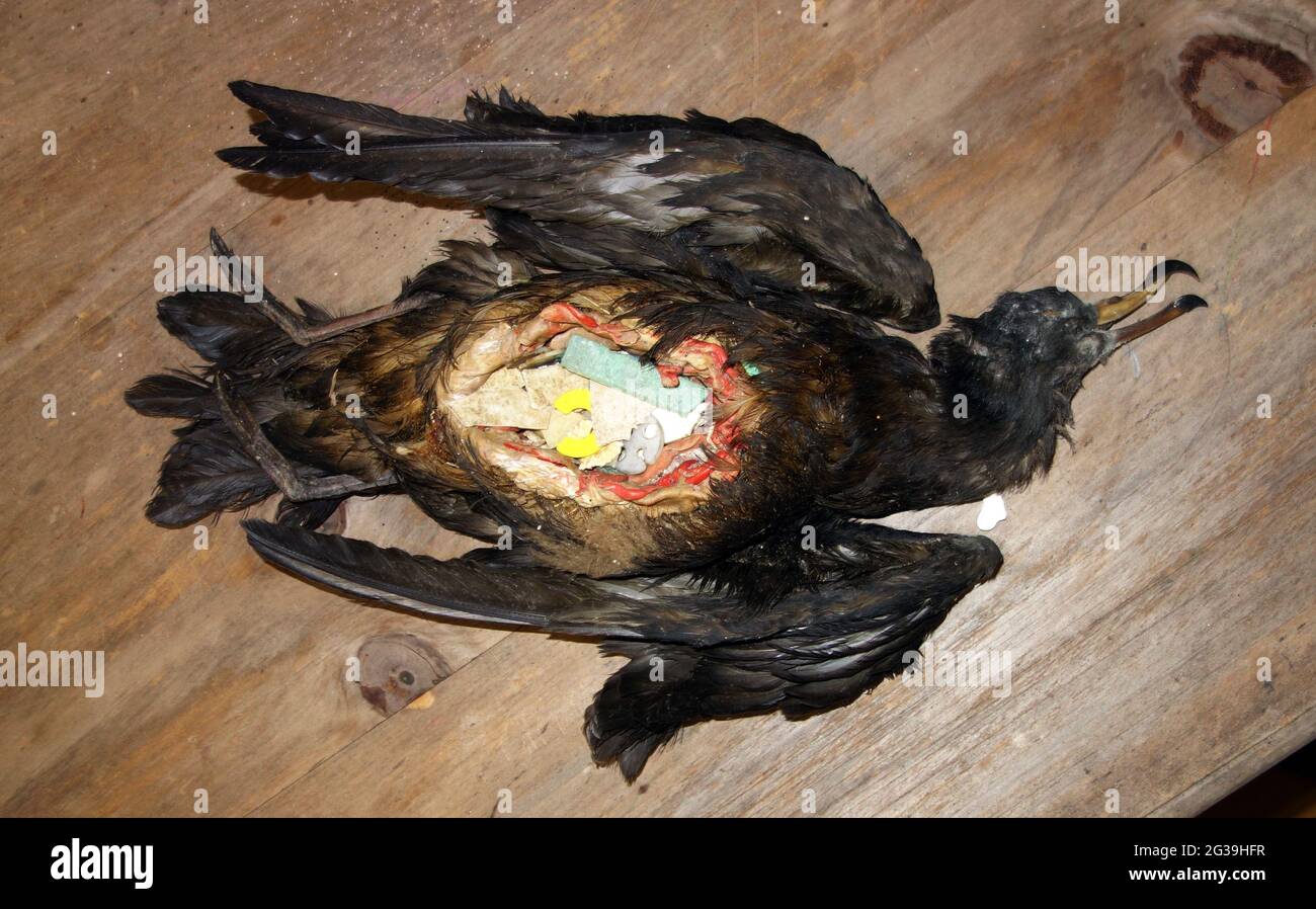 Dead seabird that has been dissected to show how much plastic it has consumed, Lord Howe Island Museum, NSW, Australia. No PR Stock Photo