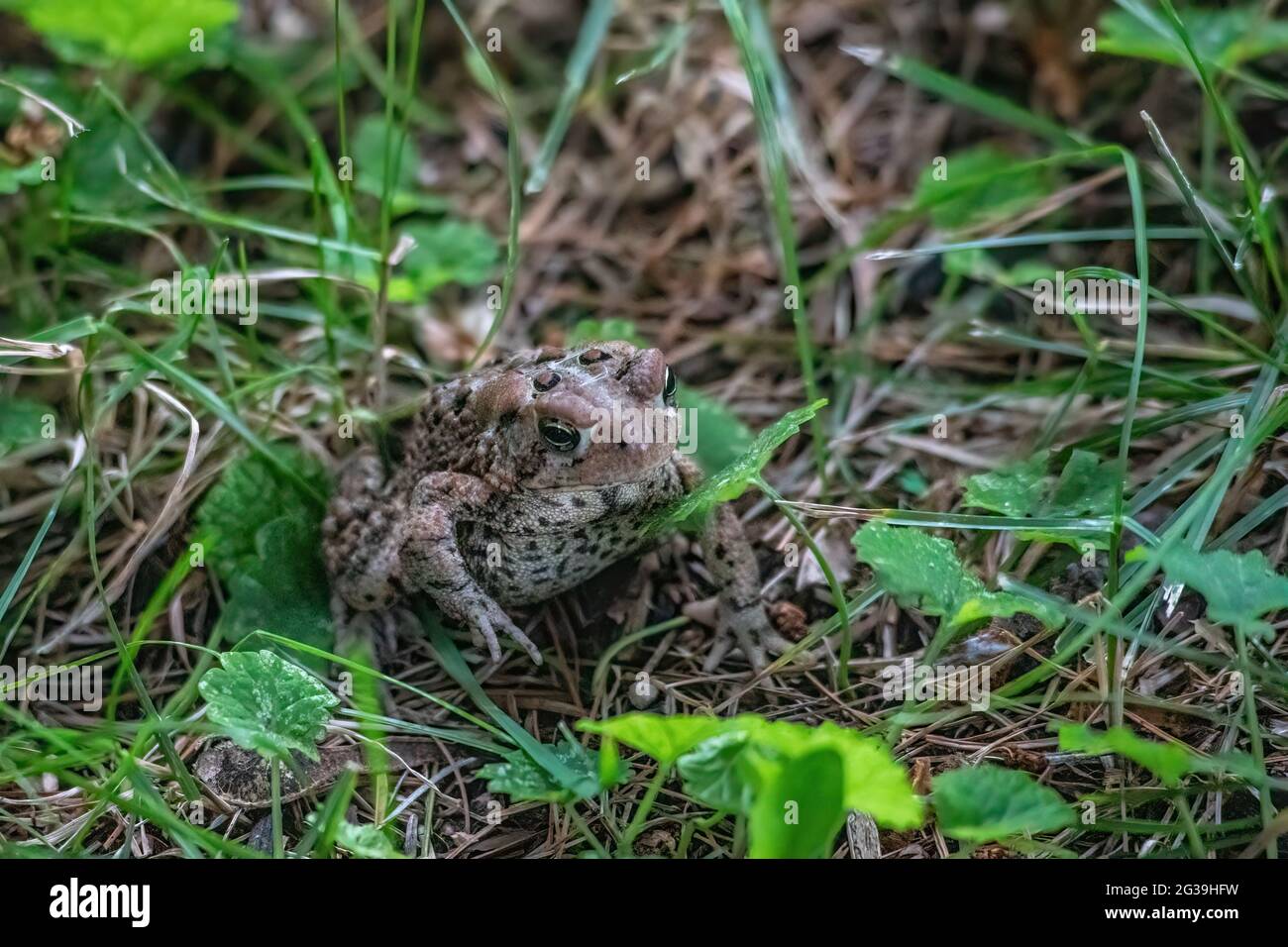 Little toad among the grass and creeping charlie plants Stock Photo - Alamy