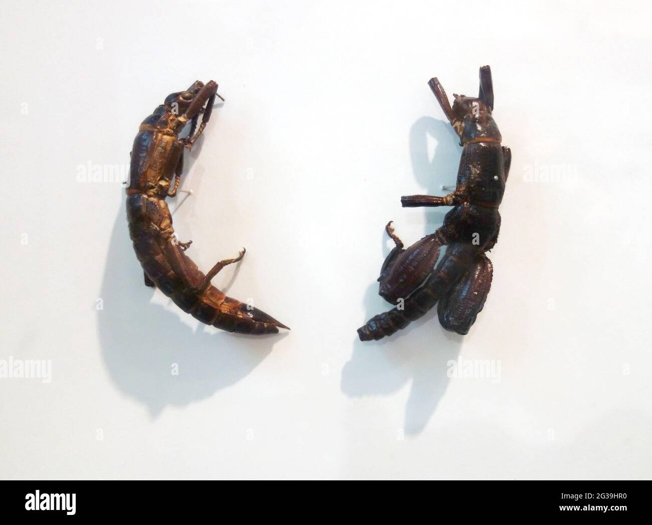 Two dried specimens of the near-extinct Lord Howe Island stick insect, (Dryococelus australis), Lord Howe Island Museum, NSW, Australia. No PR Stock Photo