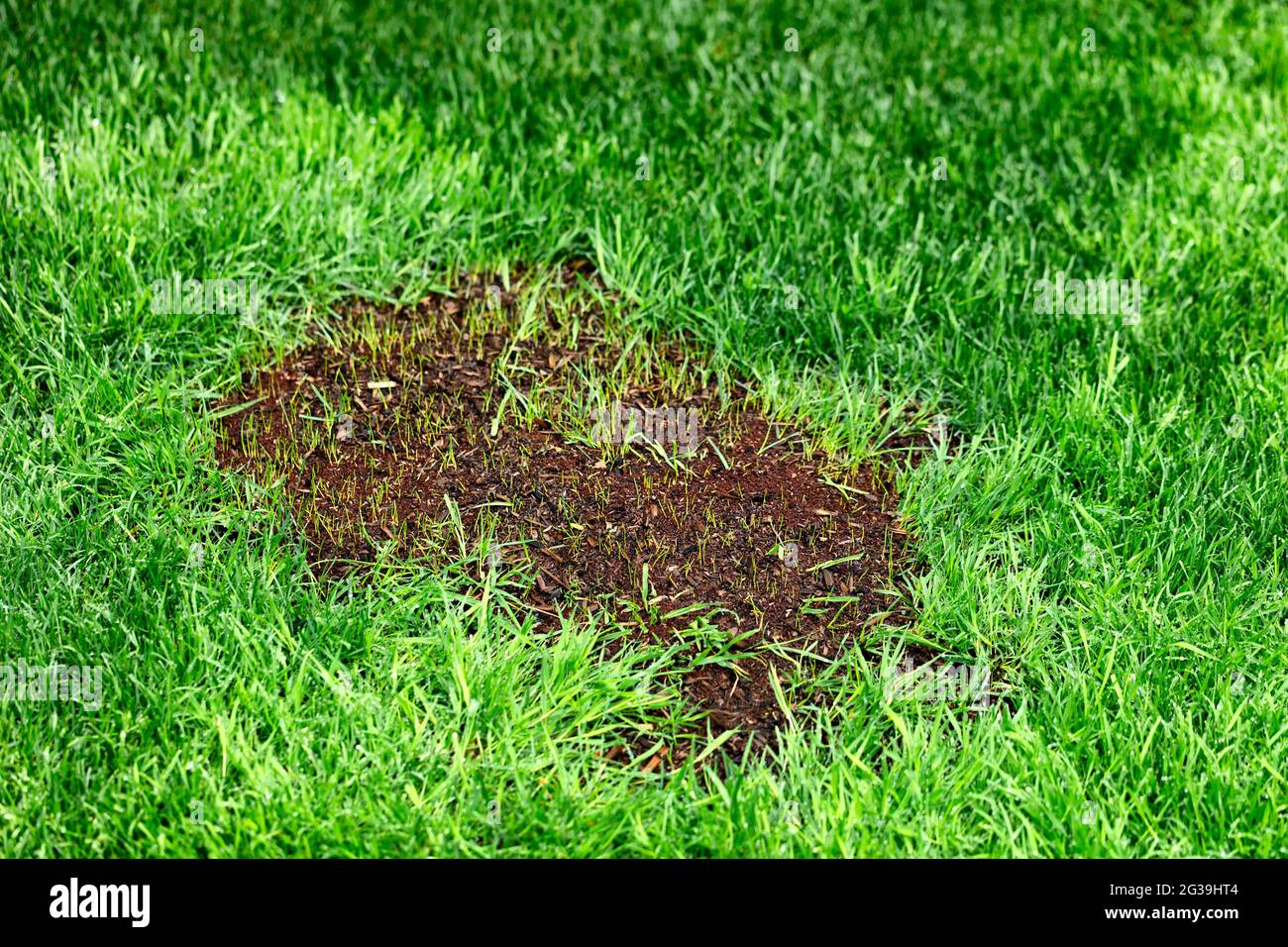 New grass growing from reseeding in green lush lawn during spring season Stock Photo