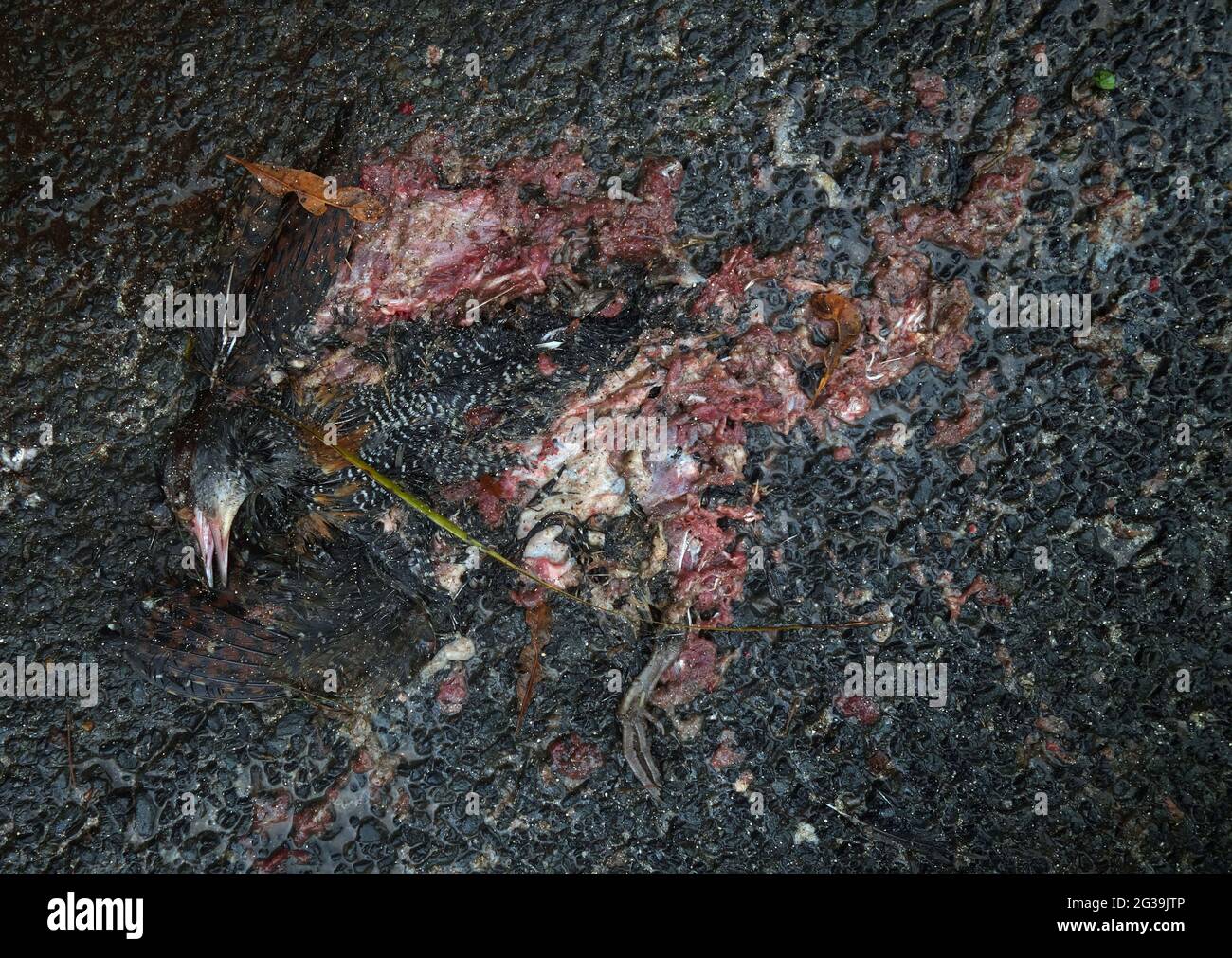Native bird (Gallirallus philippensis) squashed by car on road, Lord Howe Island, NSW, Australia. Stock Photo