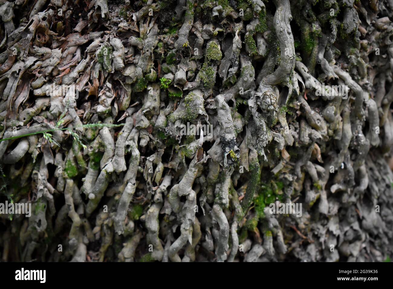 Closeup shot of the roots of a coconut tree Stock Photo