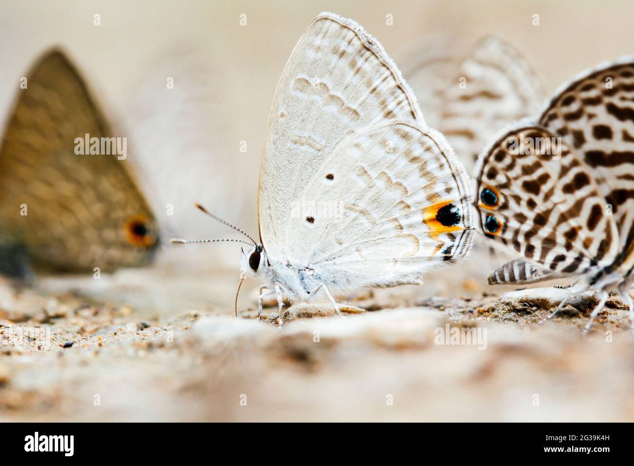 silver forget me not butterfly or Catochrysops panormus Stock Photo