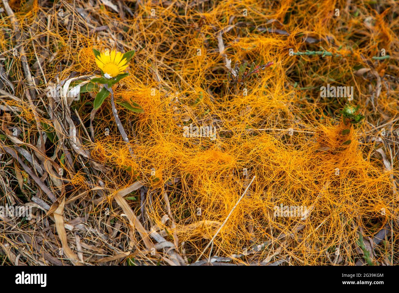 Dodder plant found around Tomales Bay. The bay is a long narrow inlet of the Pacific Ocean in Marin County, California. Much of the surrounding area i Stock Photo