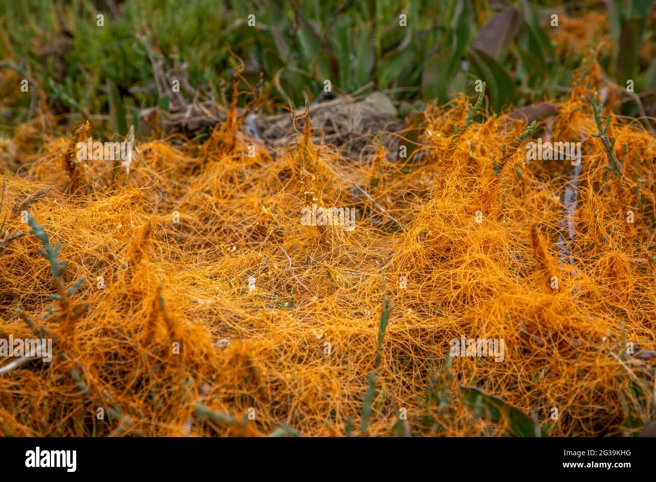Dodder plant found around Tomales Bay. The bay is a long narrow inlet of the Pacific Ocean in Marin County, California. Much of the surrounding area i Stock Photo