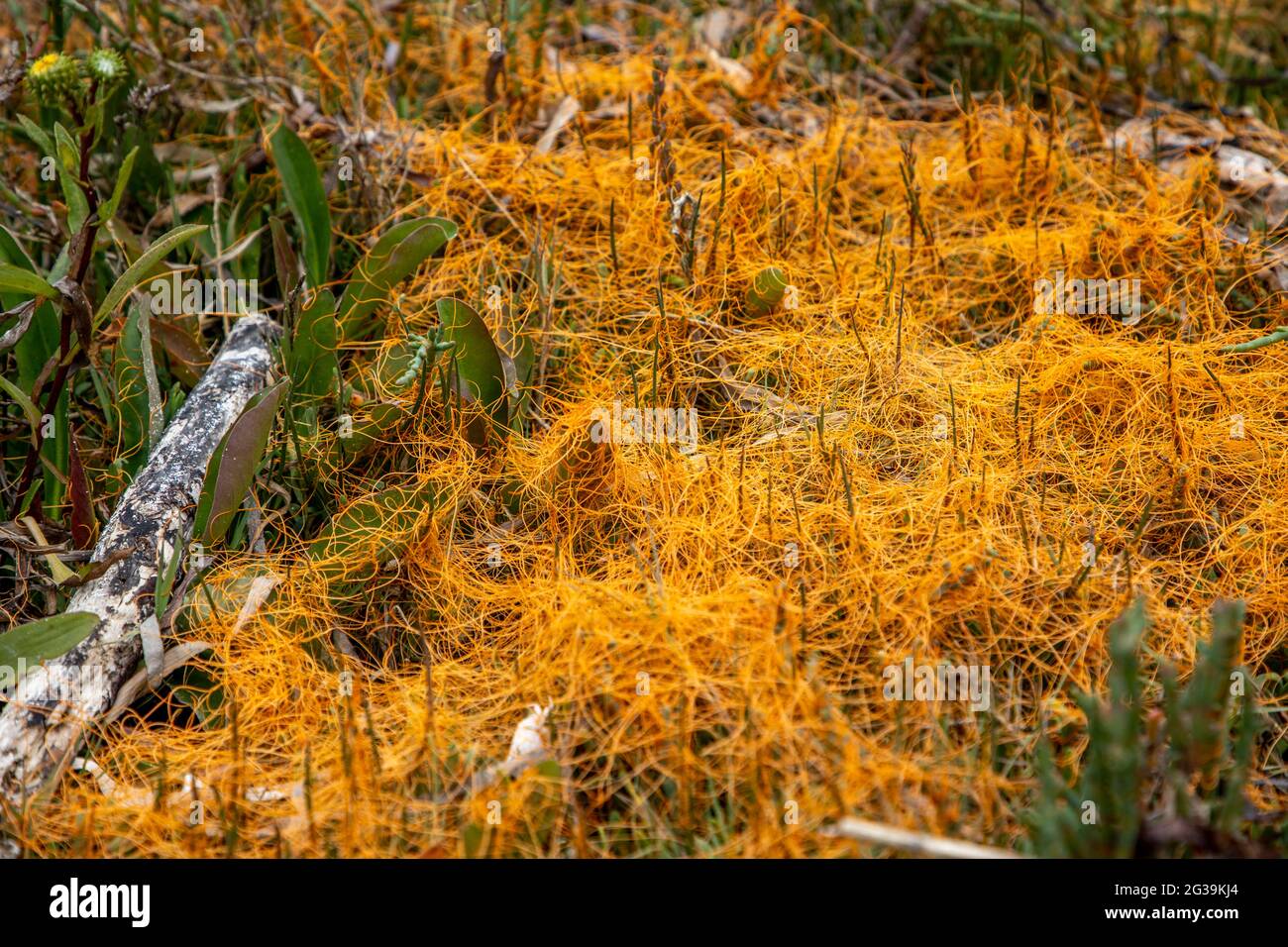 Dodder plant found around Tomales Bay. The Bay is a long narrow inlet of the Pacific Ocean in Marin County, California. Much of the surrounding area i Stock Photo