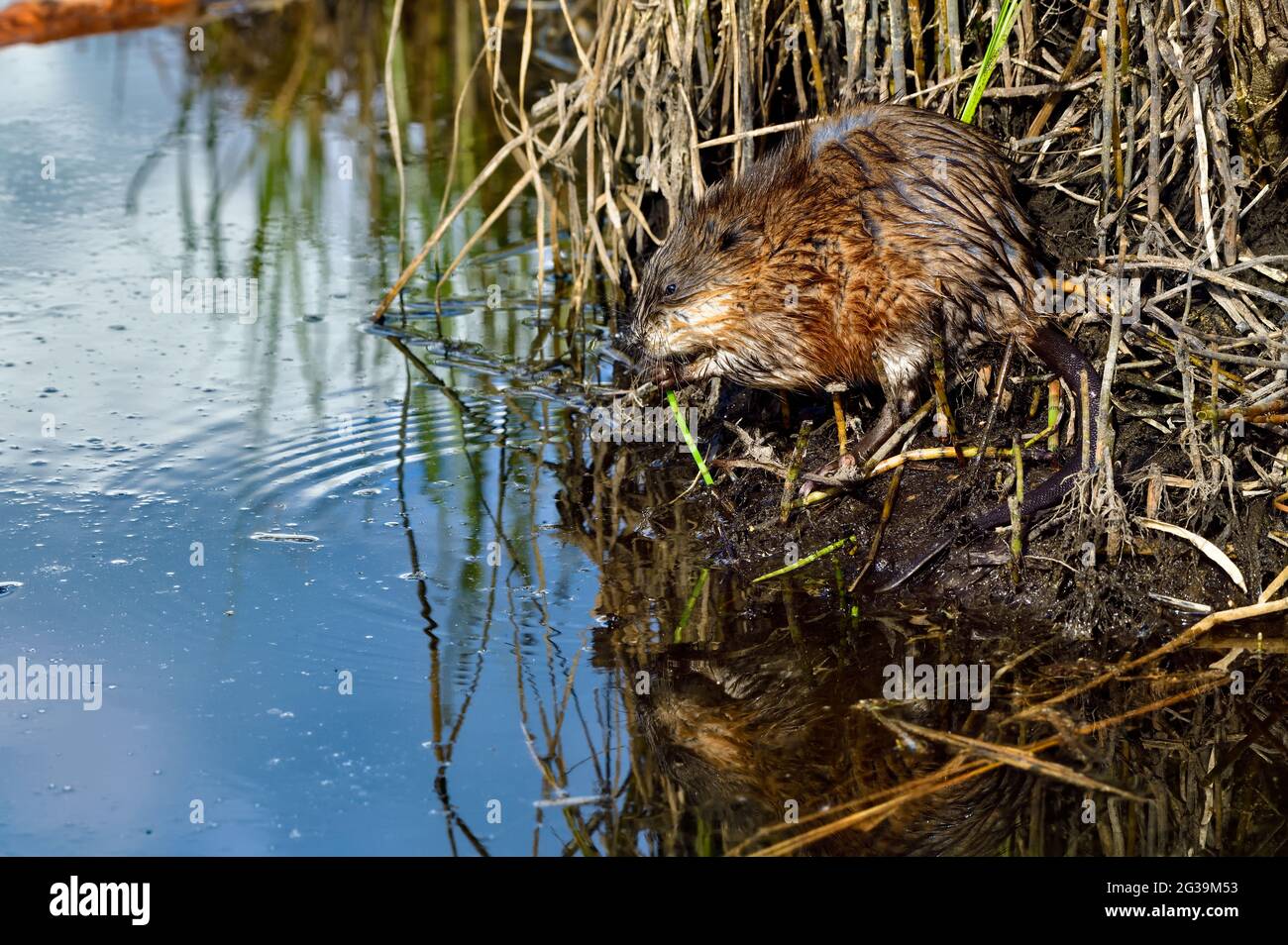 A side view of a wild muskrat  'Ondatra zibethicus', feeding on some green vegetation along the edge of a pond in rural Alberta Canada. Stock Photo