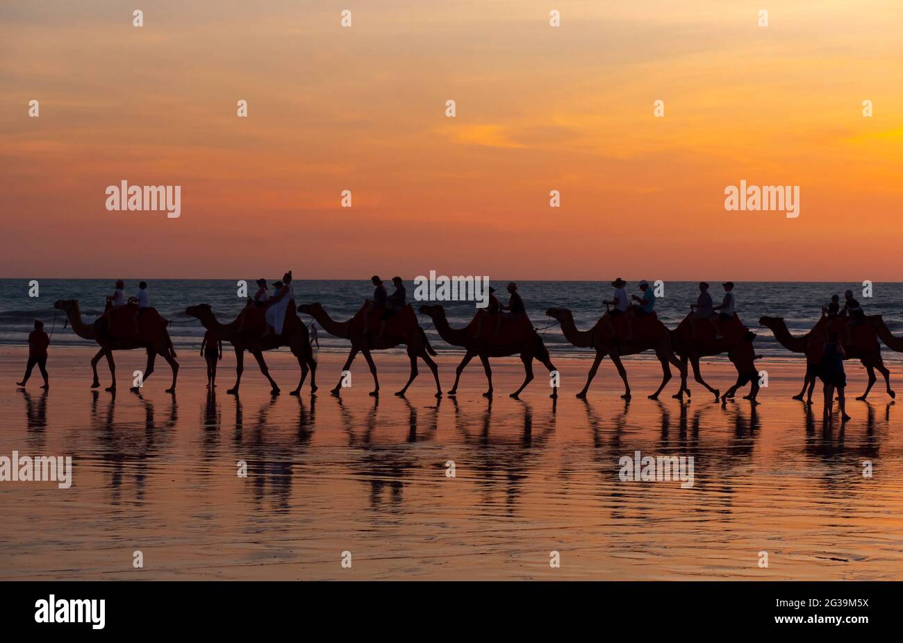 Cable beach camel tours hires stock photography and images Alamy