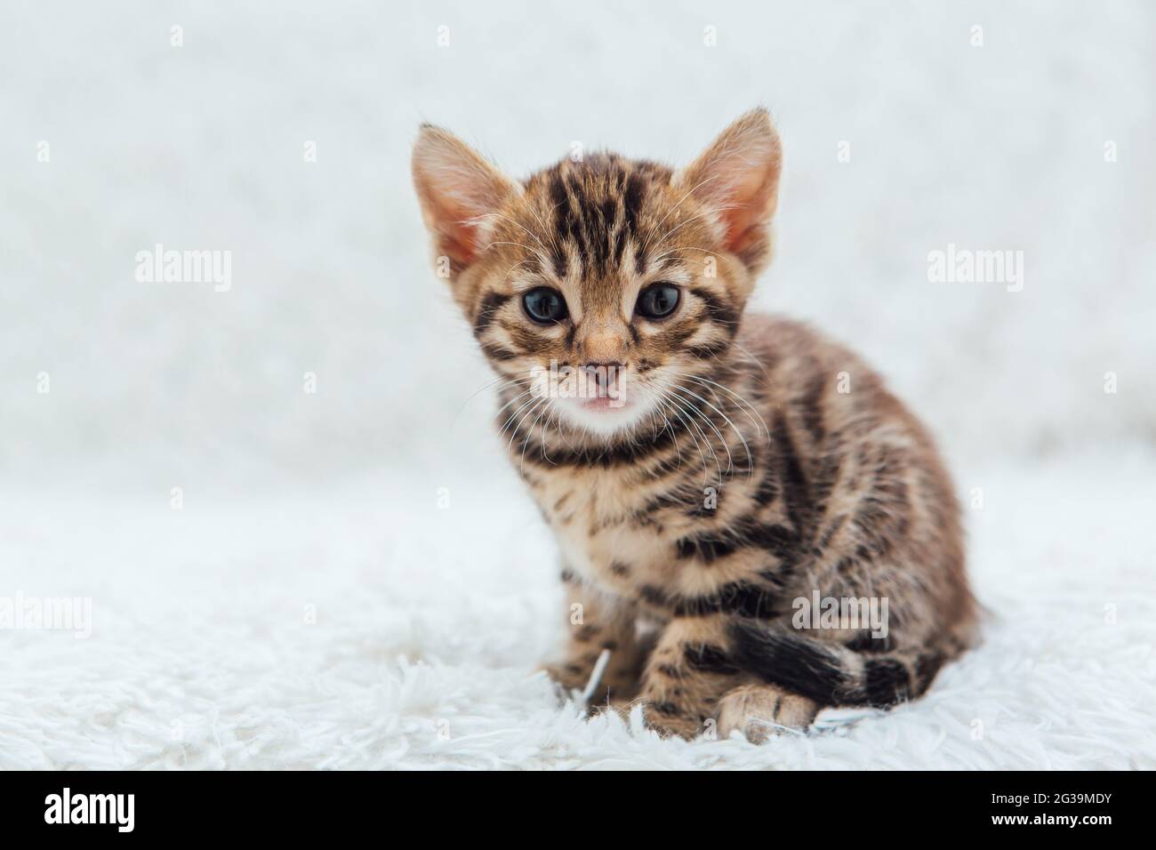 Cute bengal one month old kitten on the white fury blanket close-up. Stock Photo