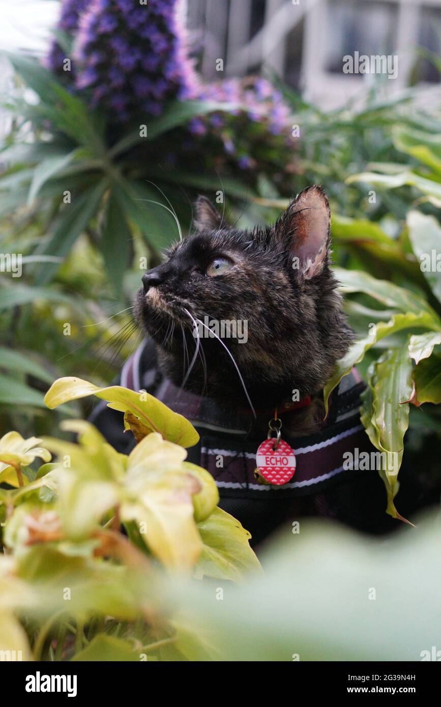 Tortoiseshell cat (kitten) enjoying a walk under rain in the garden, with raincoat and leash on Stock Photo