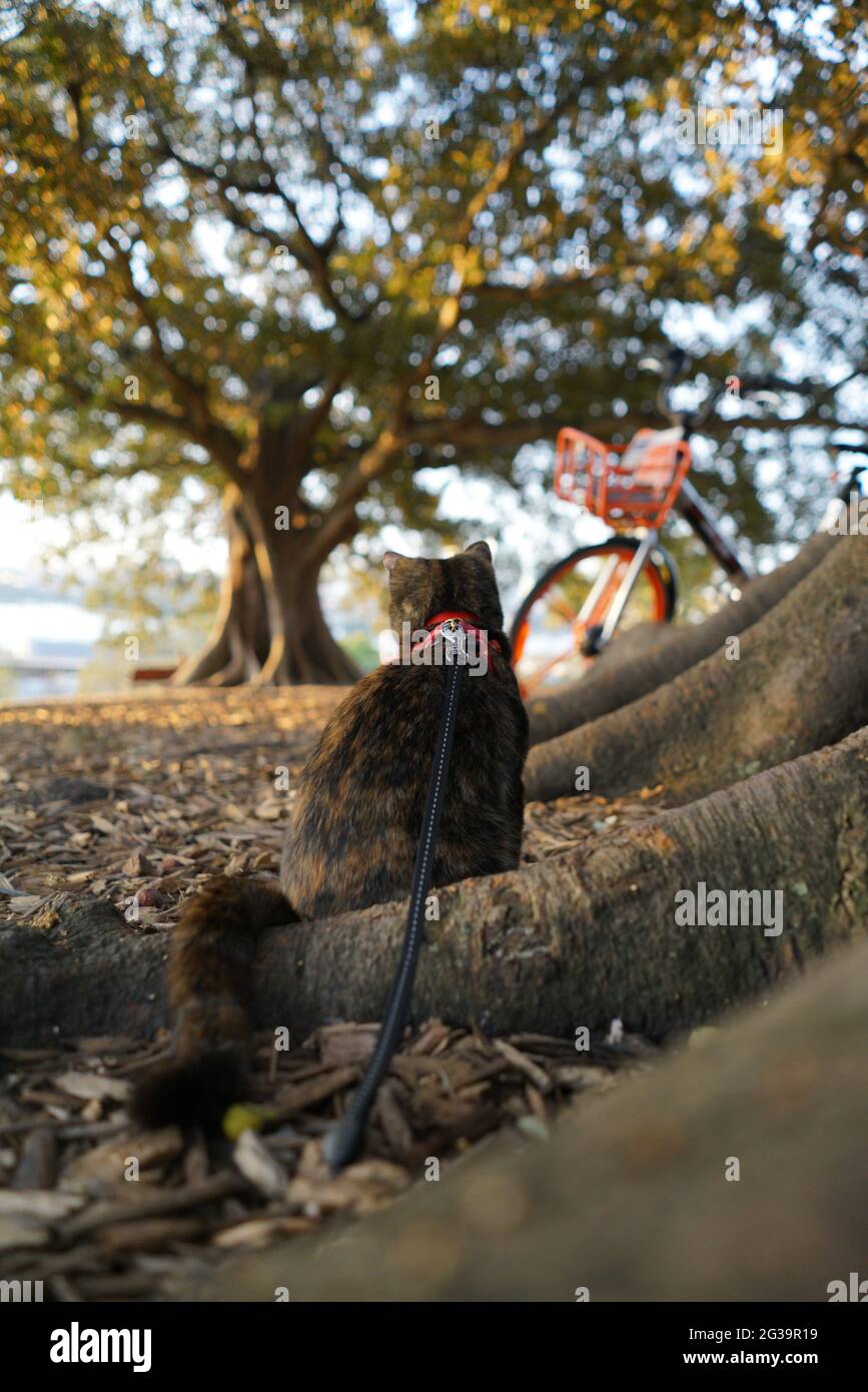 Back of a Tortoiseshell kitten sitting on tree root looking at the park in the sunset Stock Photo