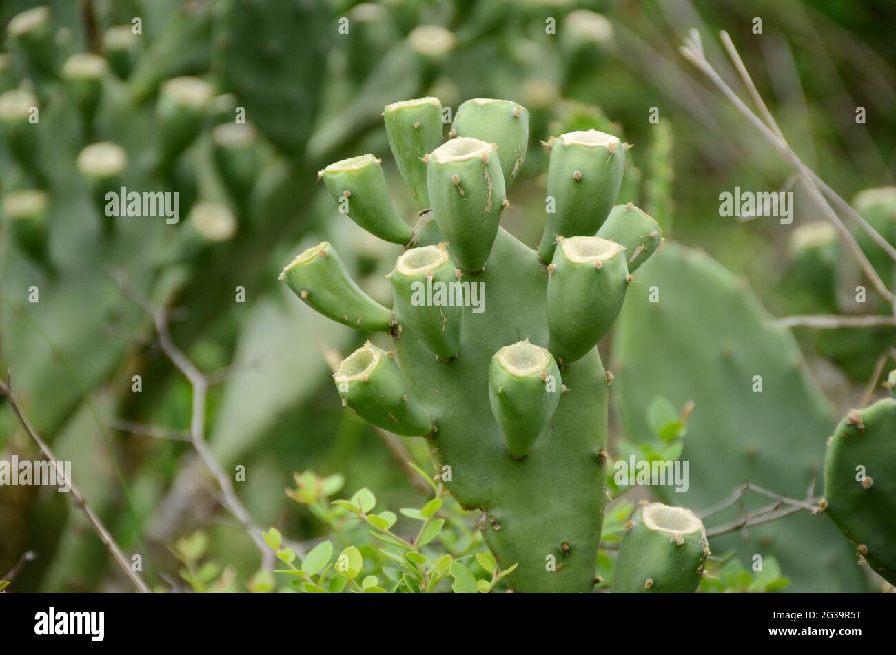 Forest alignment hi-res stock photography and images - Alamy