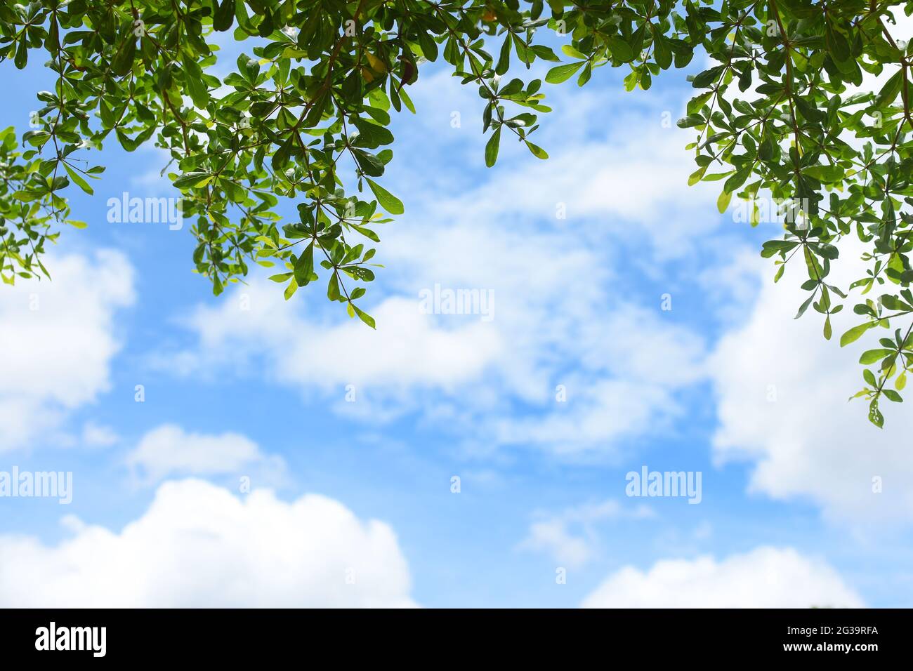 Green leaves with blue sky background Stock Photo - Alamy