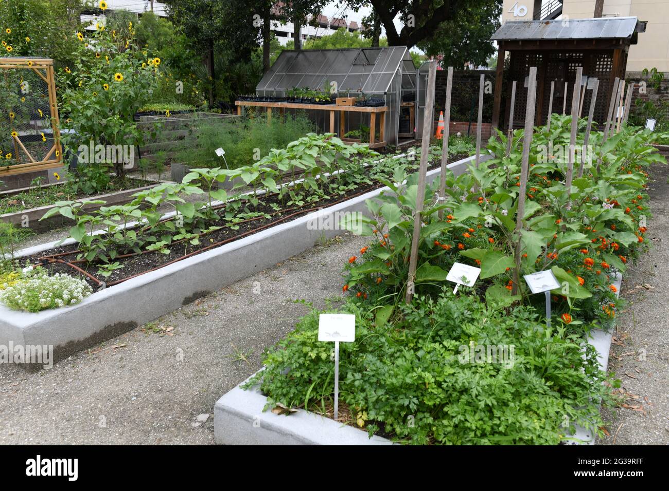urban garden which is maintainwd by volunteers and donations. Stock Photo