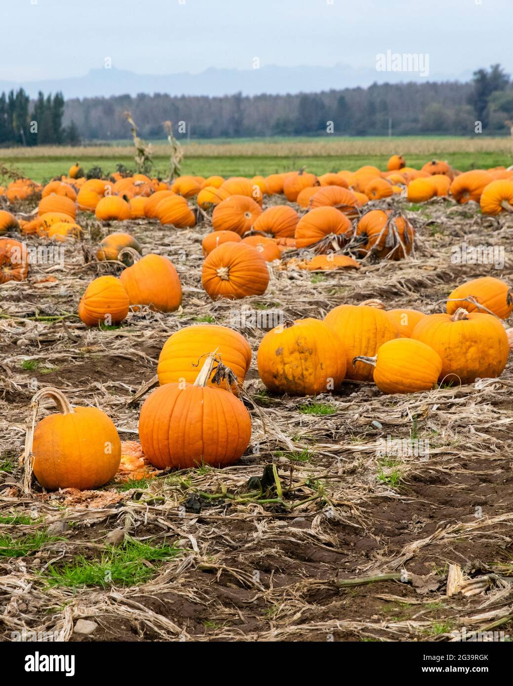 Pumpkins growing in a farme's field just before Halloween.  Everson, Washington Stock Photo