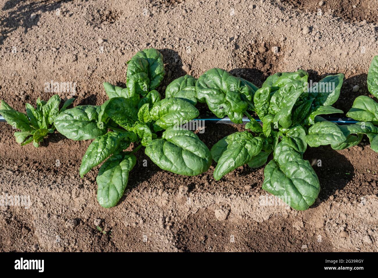 Spinach plants growing in a field with drip irrigation Stock Photo Alamy