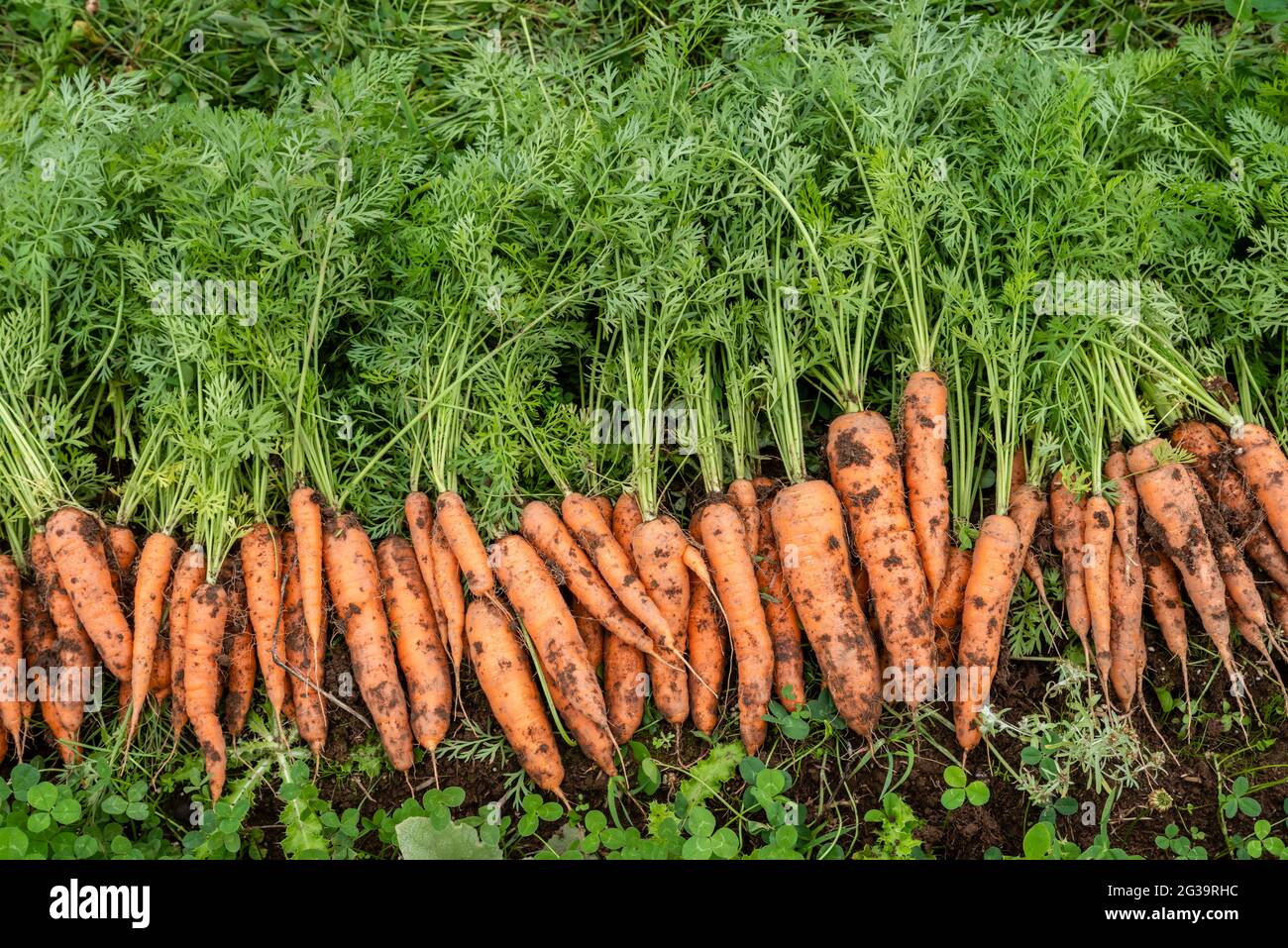 Harvested carrots rowed up to be stored Stock Photo