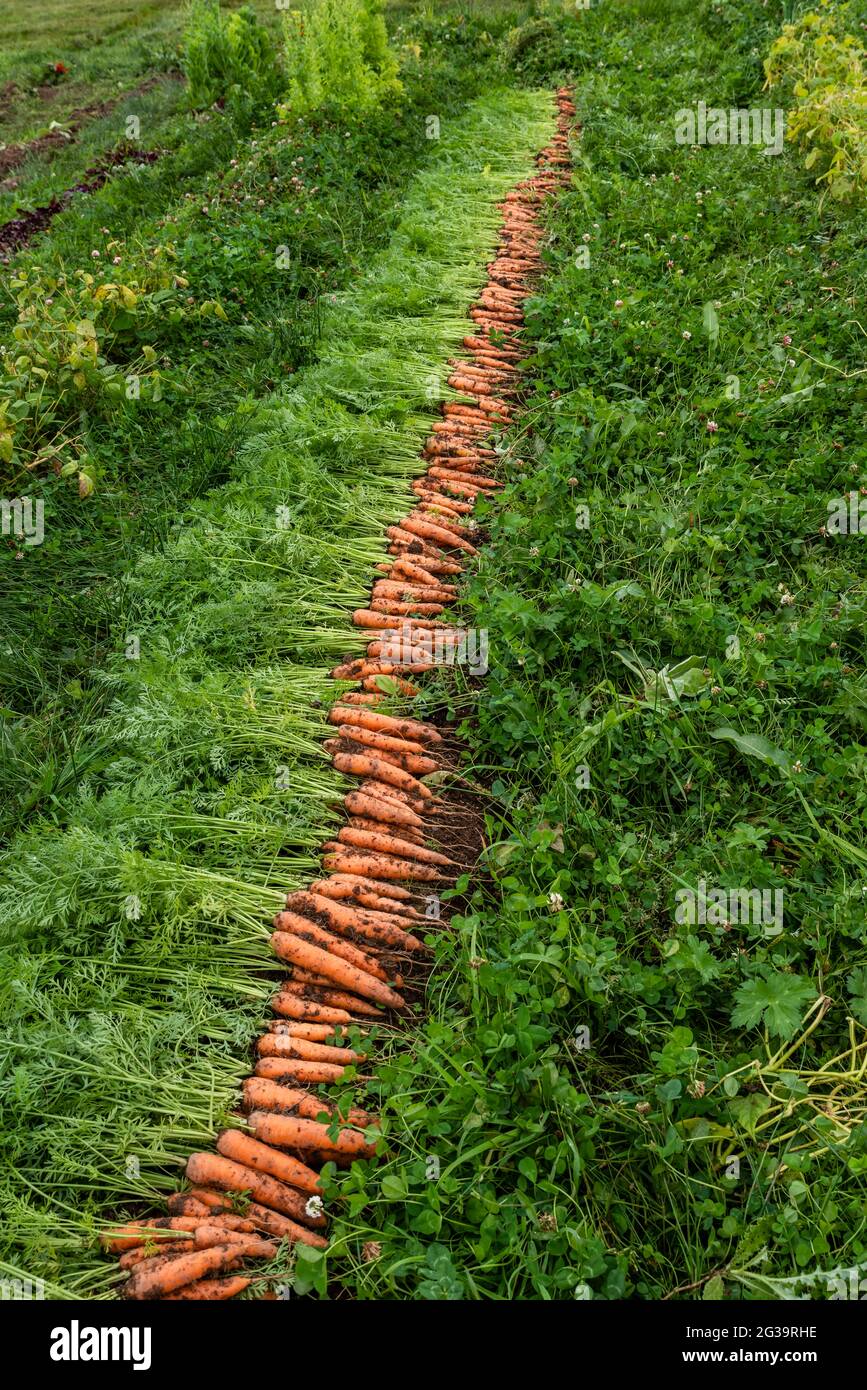 Freshly picked carrots laid in a row ready to be put into storage Stock Photo