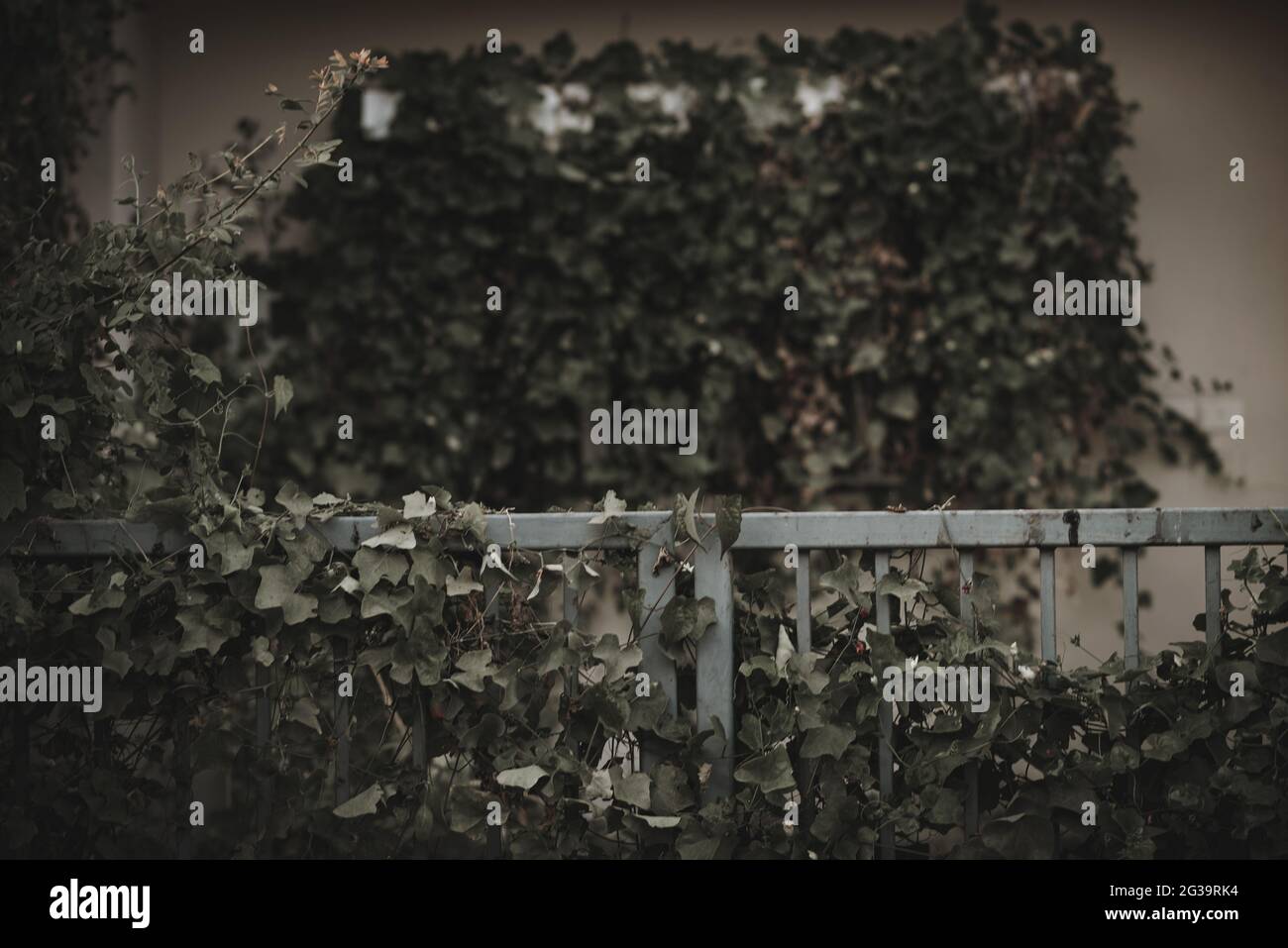 Ivy covered garden gate hi-res stock photography and images - Alamy