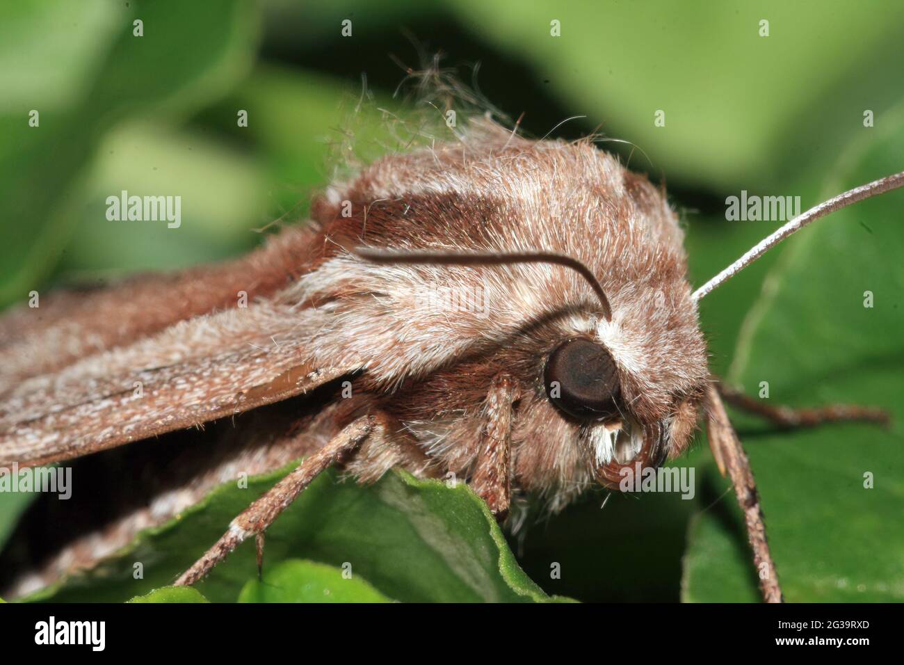 Selective focus shot of rosy rustic moth (hydraecia micacea) resting on green leaf Stock Photo