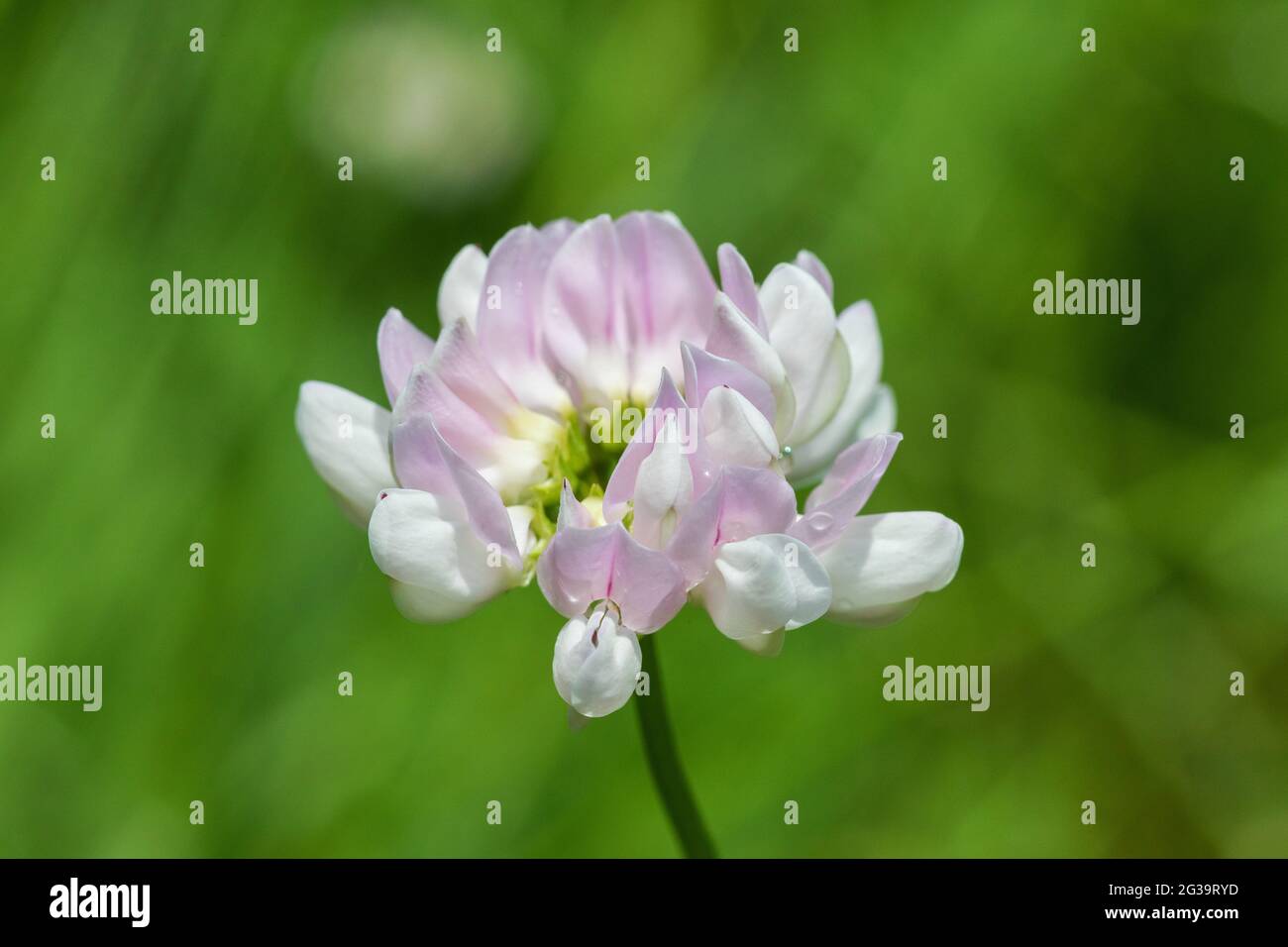 Crown vetch flowers (Securigera varia) in Iowa Stock Photo