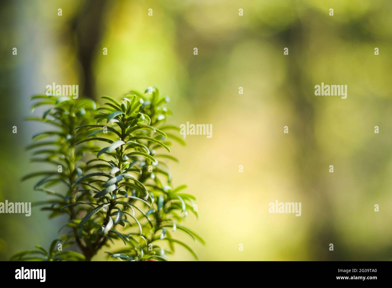Selective focus shot of a Yaw tree branch with green leaves growing in ...