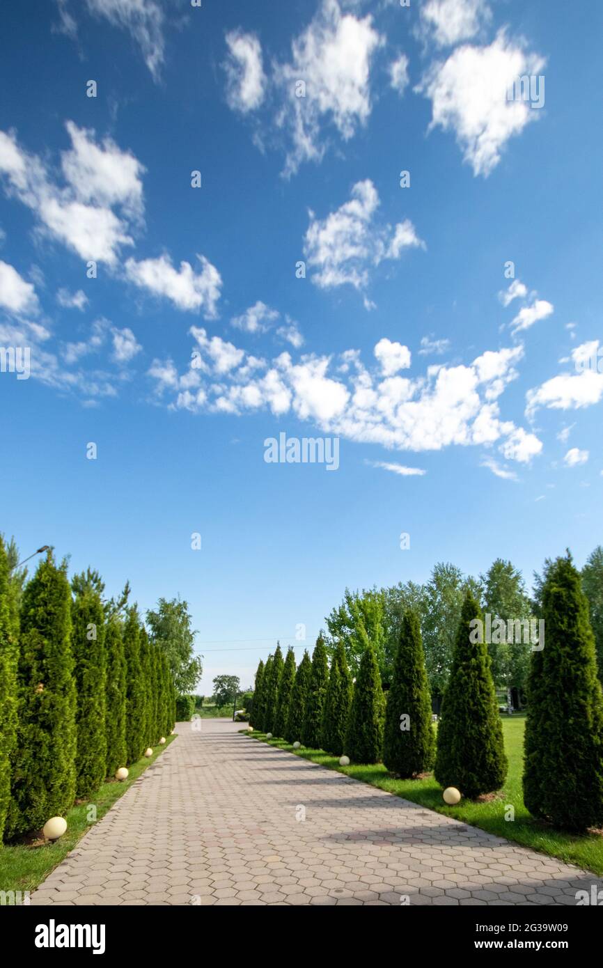 Alley with thujas against the background of a clear blue sky. vertical, copy space. Stock Photo