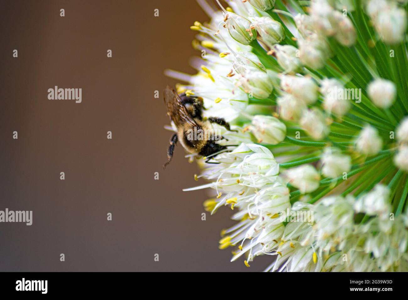 Bee covered in pollen closeup hi-res stock photography and images - Alamy