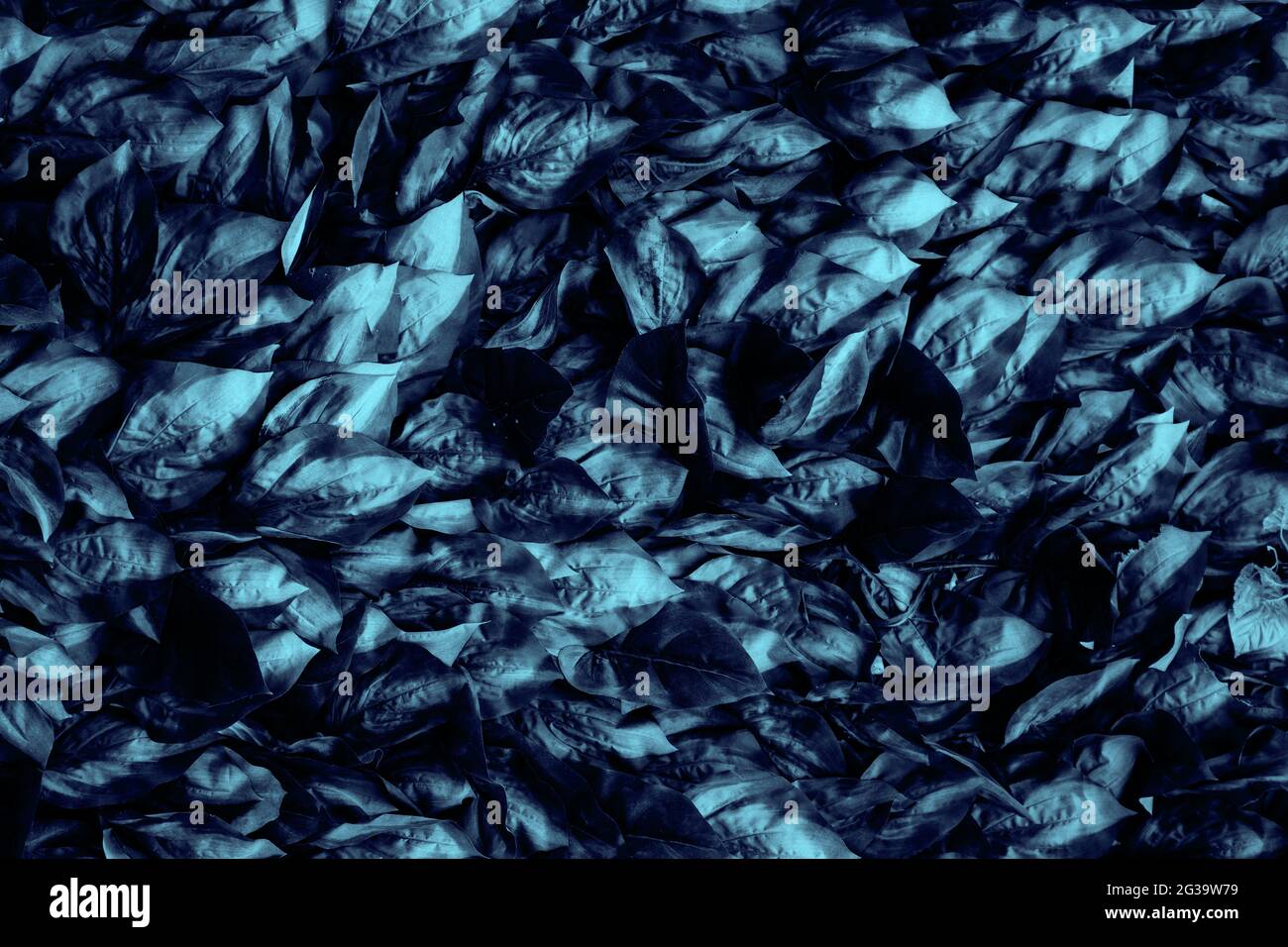 Dark blue toned leaves background. artificial foliage texture. Stock Photo
