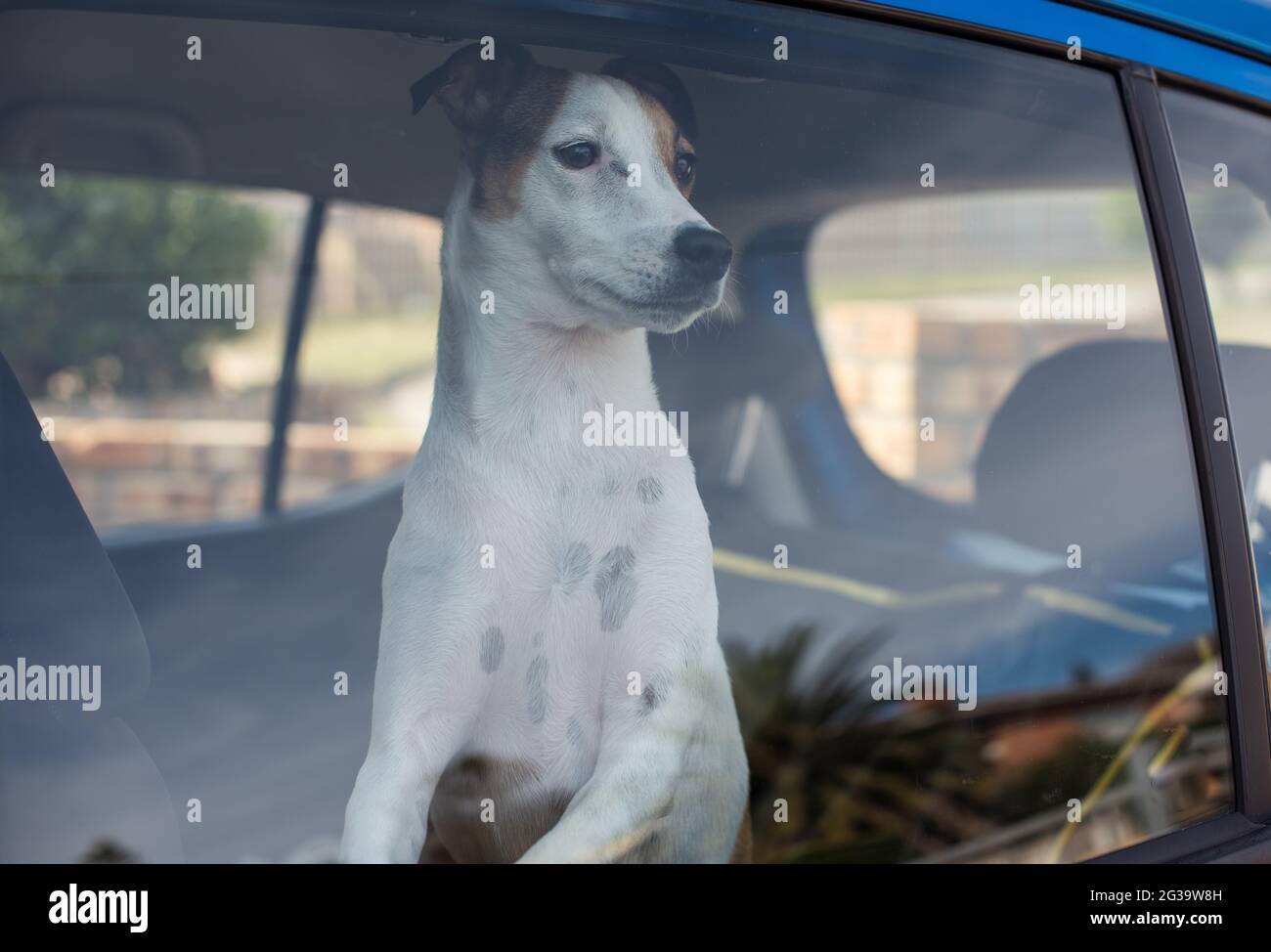 Dog locked inside vehicle with closed windows Stock Photo Alamy