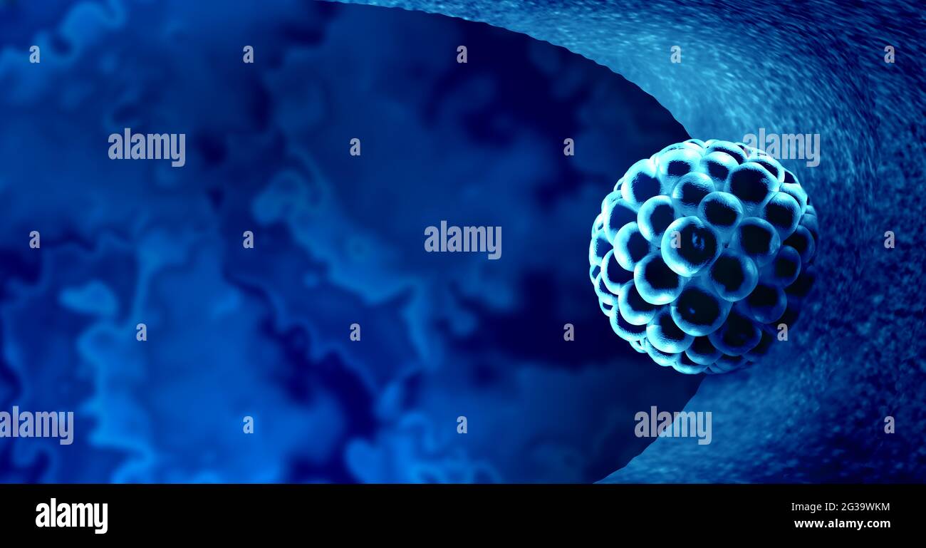 Blastocyst implantation inside a uterus as a fertilization medical concept as an implanted reproductive cell division icon in human reproduction. Stock Photo