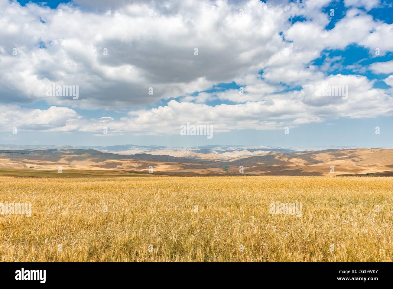 Wheat field and blue sky with clouds Stock Photo - Alamy