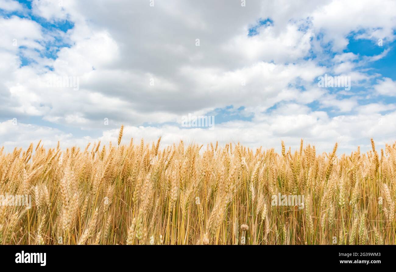 Wheat field and blue sky with clouds Stock Photo - Alamy
