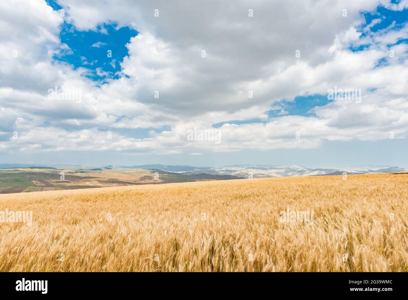 Wheat field and blue sky with clouds Stock Photo - Alamy