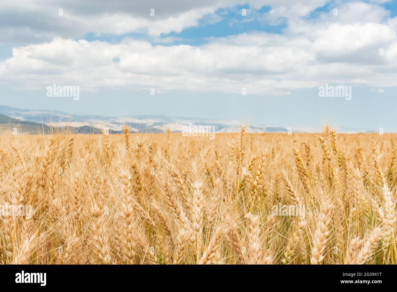 Wheat field and blue sky with clouds Stock Photo - Alamy