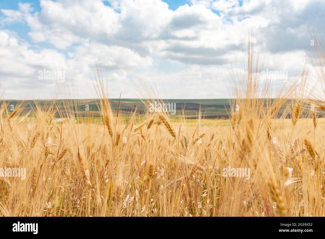 Wheat field and blue sky with clouds Stock Photo - Alamy