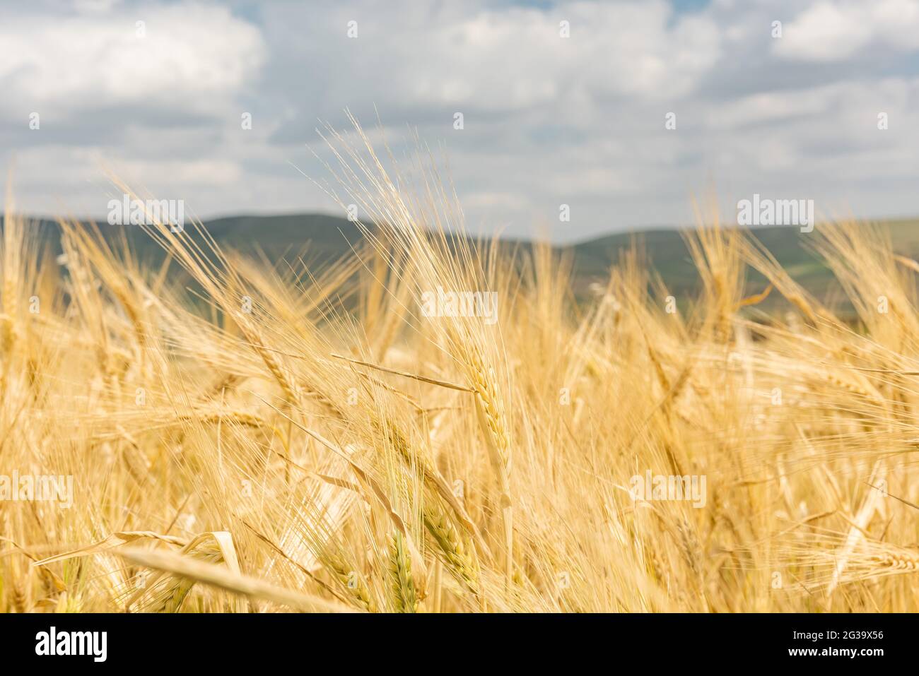 Wheat field and blue sky with clouds Stock Photo - Alamy