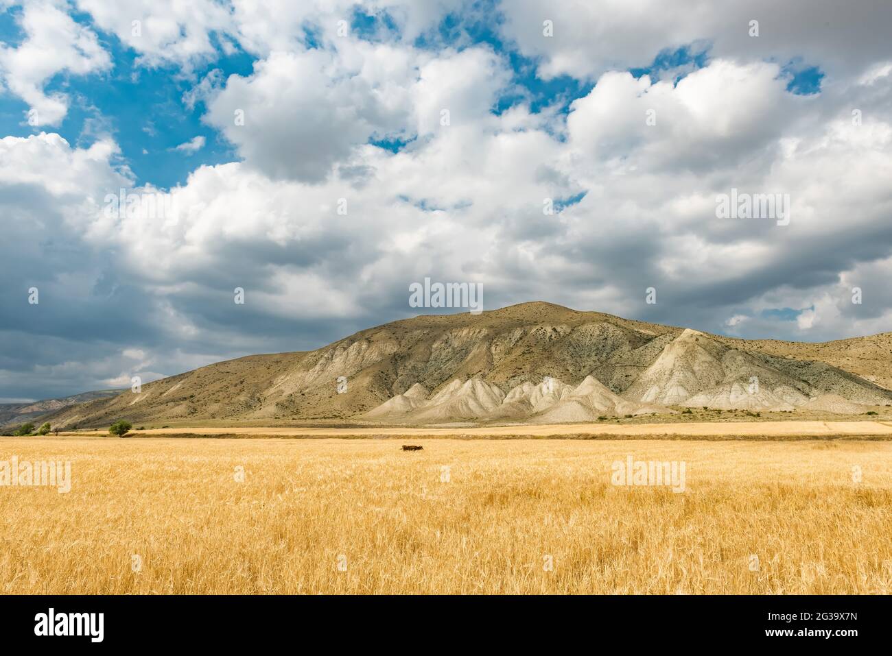 Wheat field and blue sky with clouds Stock Photo - Alamy