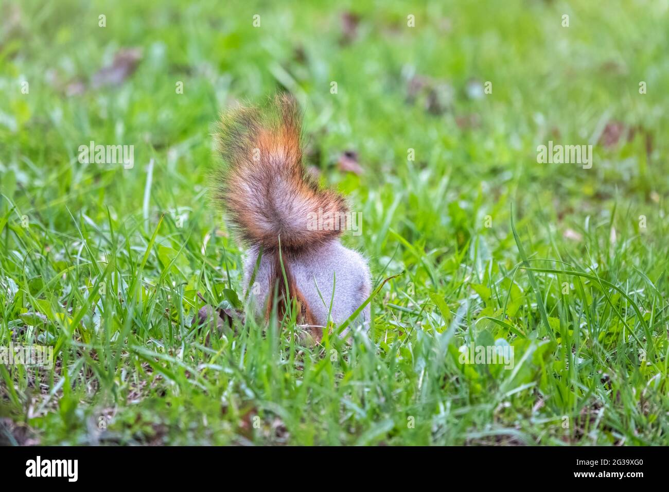 Sciurus vulgaris hides nuts hires stock photography and images Alamy