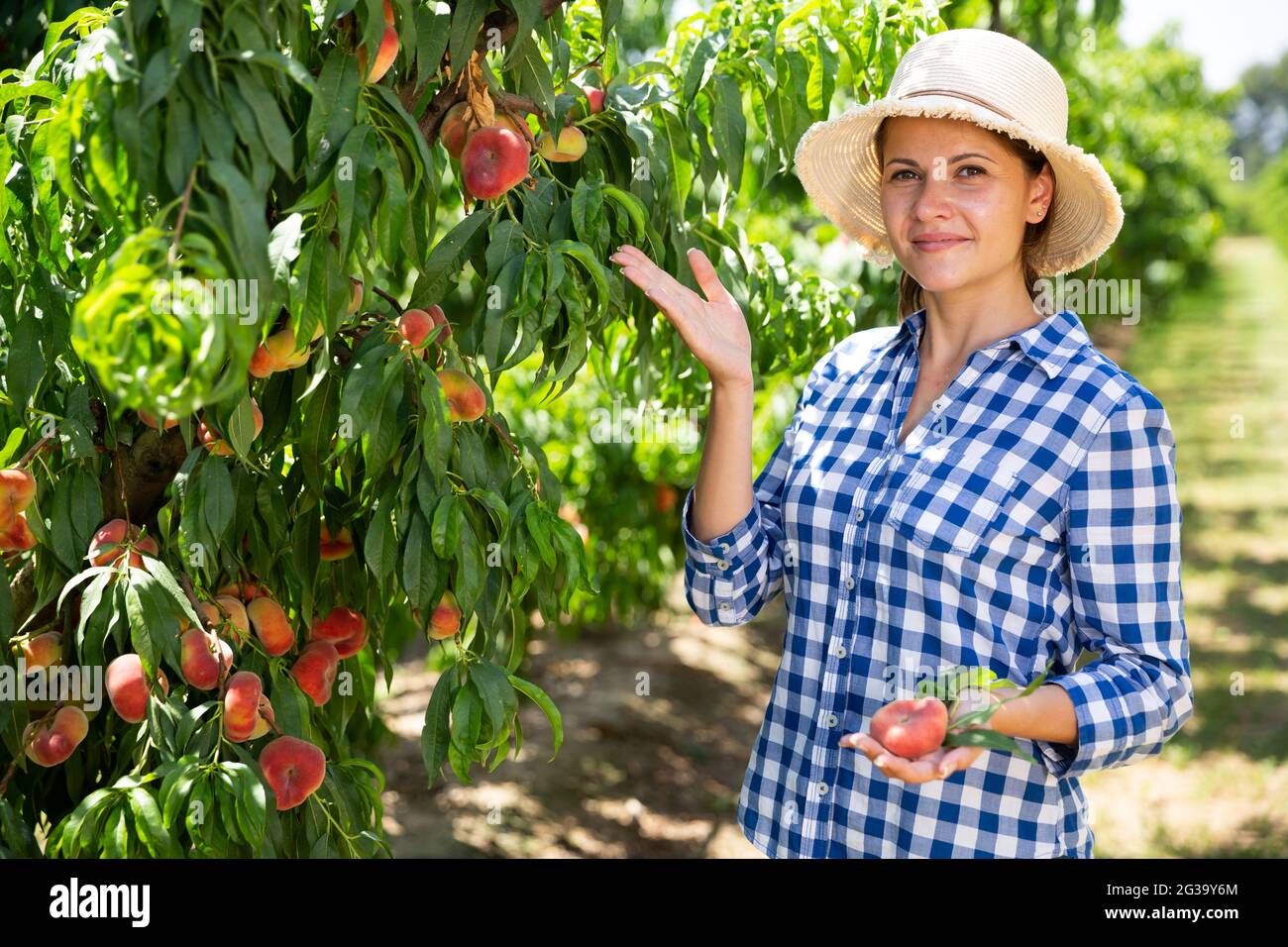 Woman farmer picking harvest of peaches from tree in garden Stock Photo