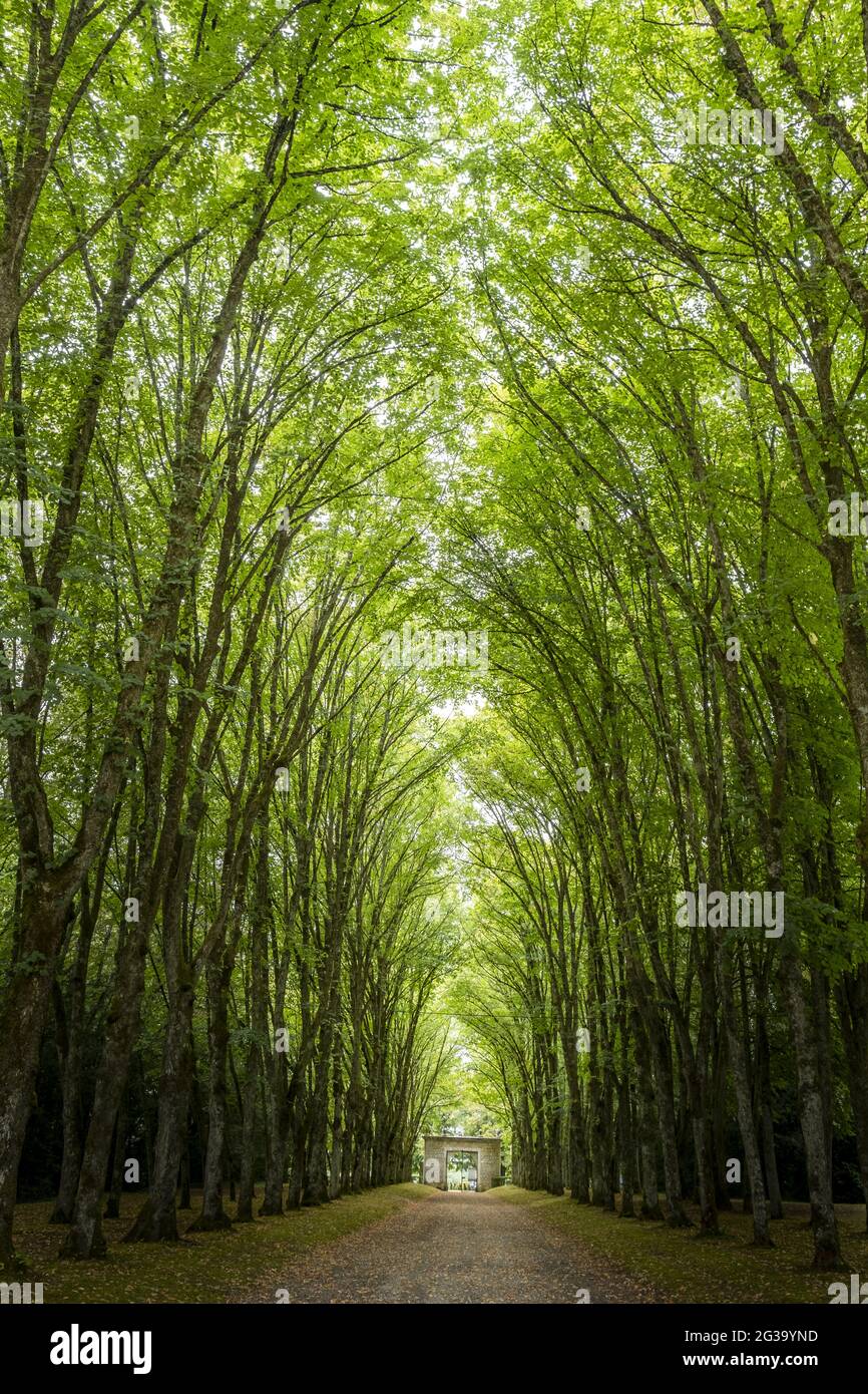 Long Pathway Through A Natural Beautiful Tree Arch Tunnel In The Forest 