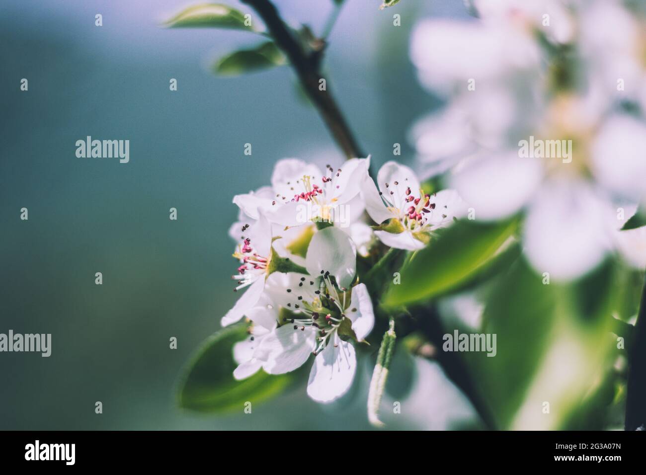Closeup of delicate white cherry blossoms on a blurred background Stock ...