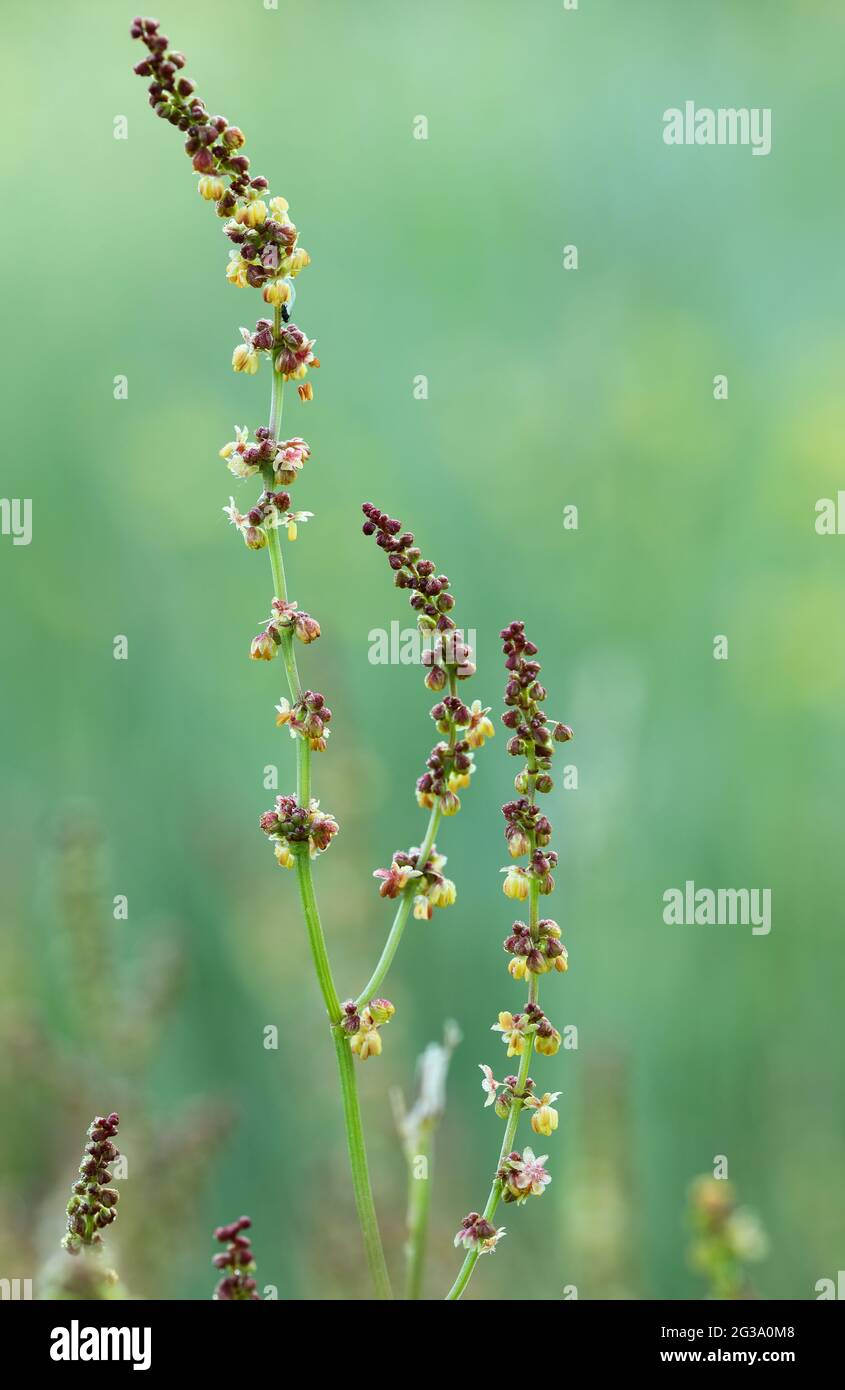 Buckwheat (Rumex acetosella) Stock Photo