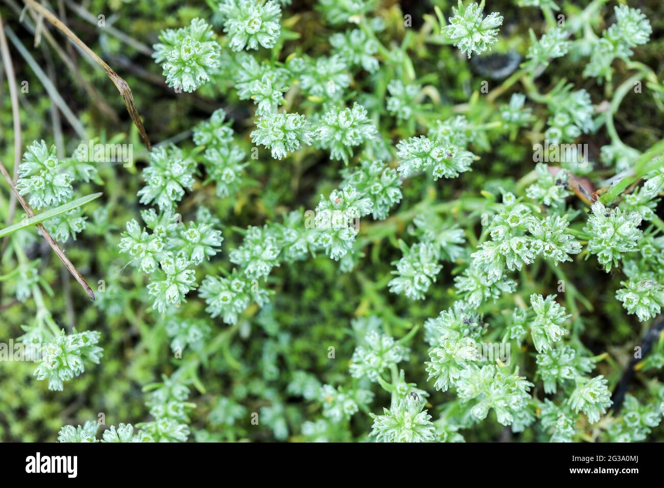 German knotweed (Sclerantrus annuus) Stock Photo